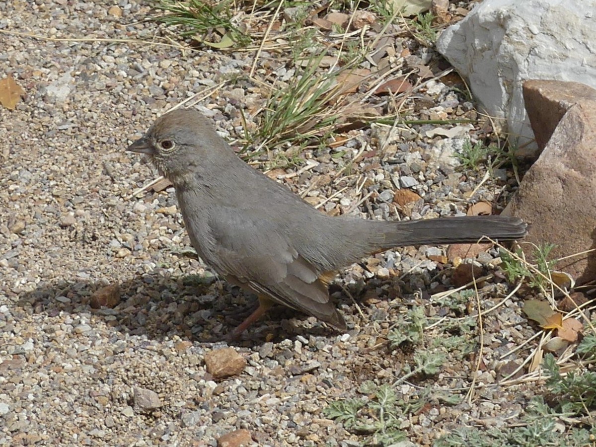 Canyon Towhee - Ted Down