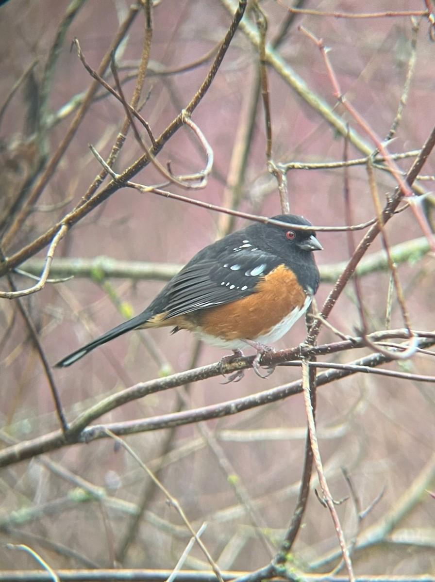 Spotted Towhee - ML616605732