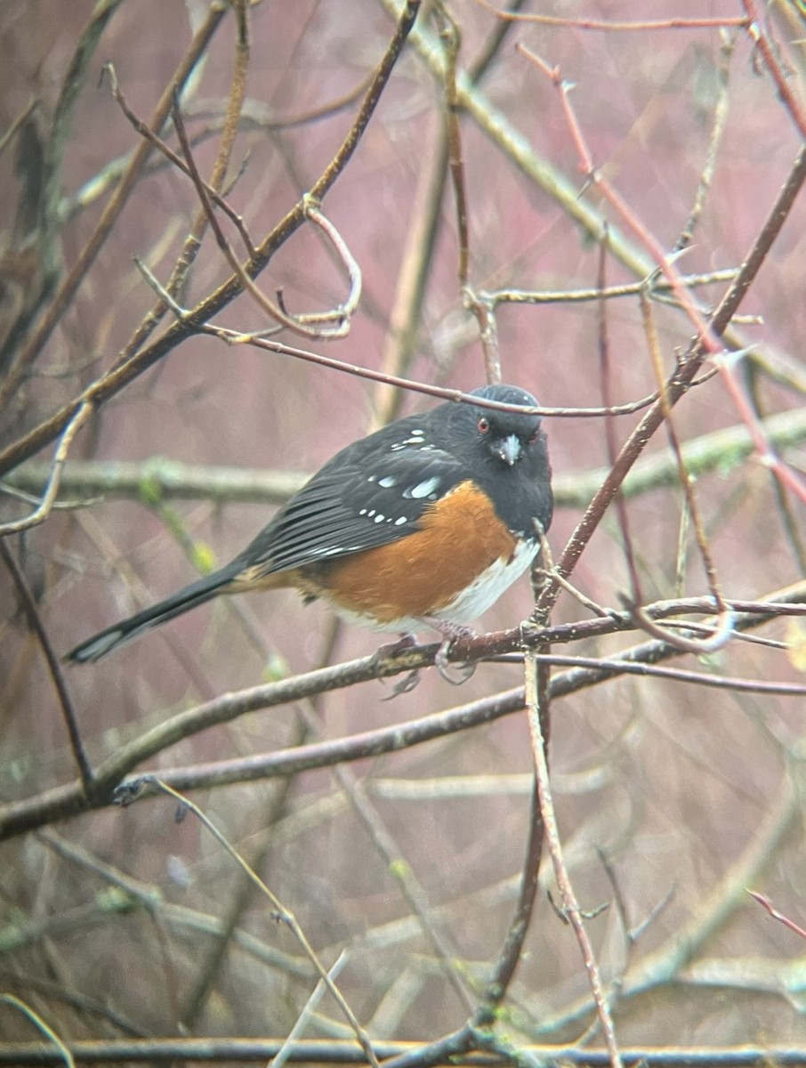 Spotted Towhee - ML616605734
