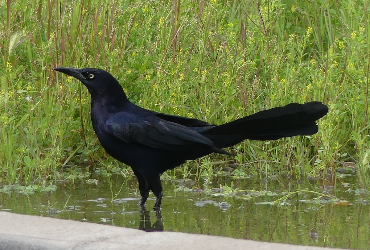 Great-tailed Grackle - ML616605745