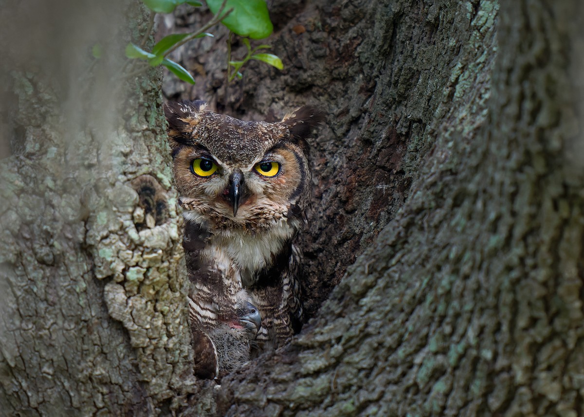 Great Horned Owl - ML616605796