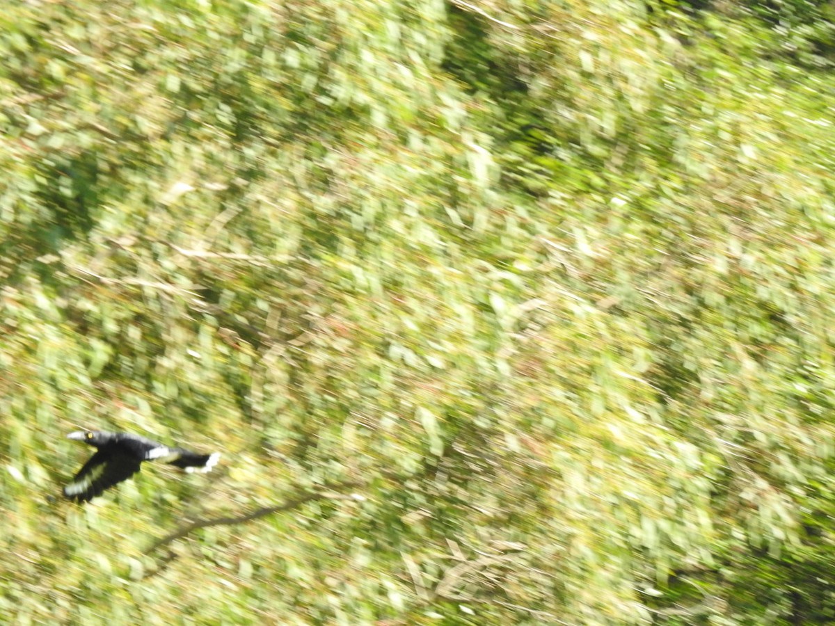 Pied Currawong - ML616605814