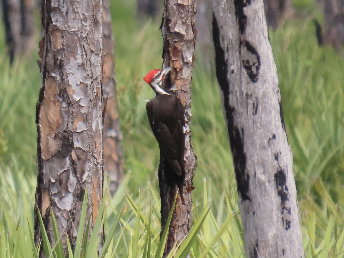 Pileated Woodpecker - ML616605815