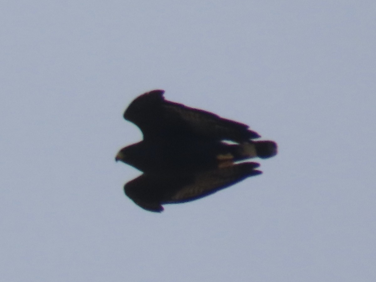 Zone-tailed Hawk - ML616605827