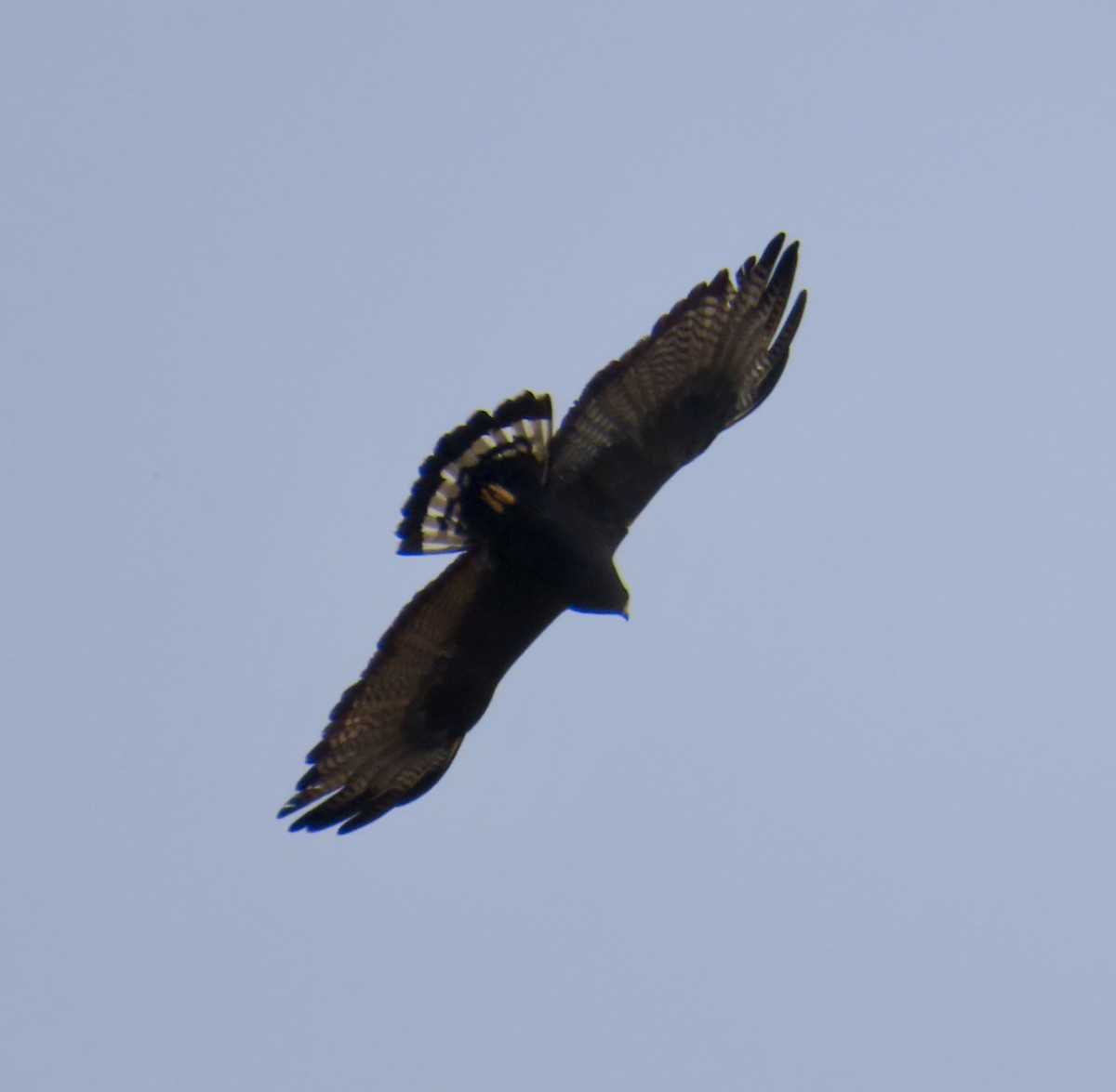 Zone-tailed Hawk - ML616605828