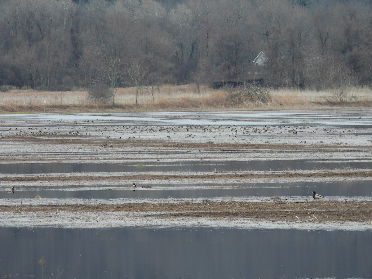 New York Breeding Bird Atlas Checklist Mar Winding Waters Trail Species