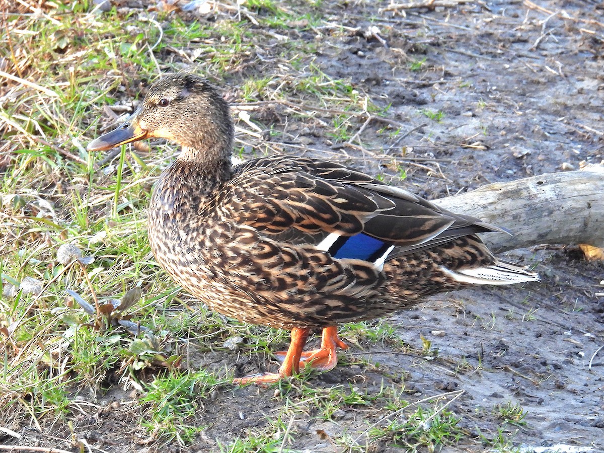 EBird Checklist 28 Mar 2024 Menomonee River PKWY 7 19 Species