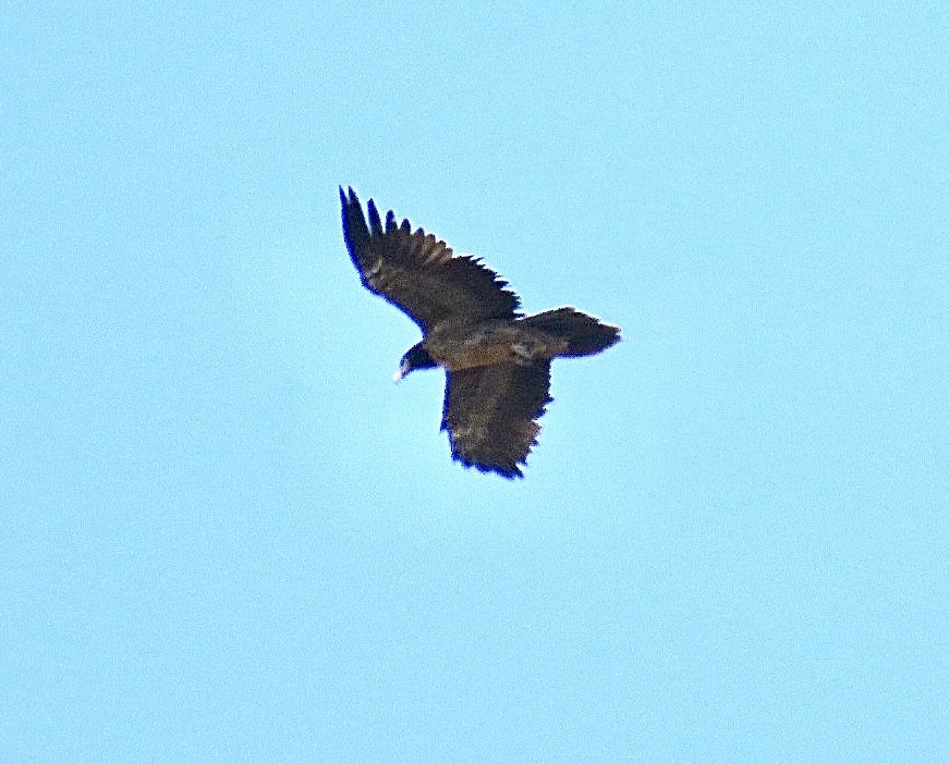 Bearded Vulture - ML616605969