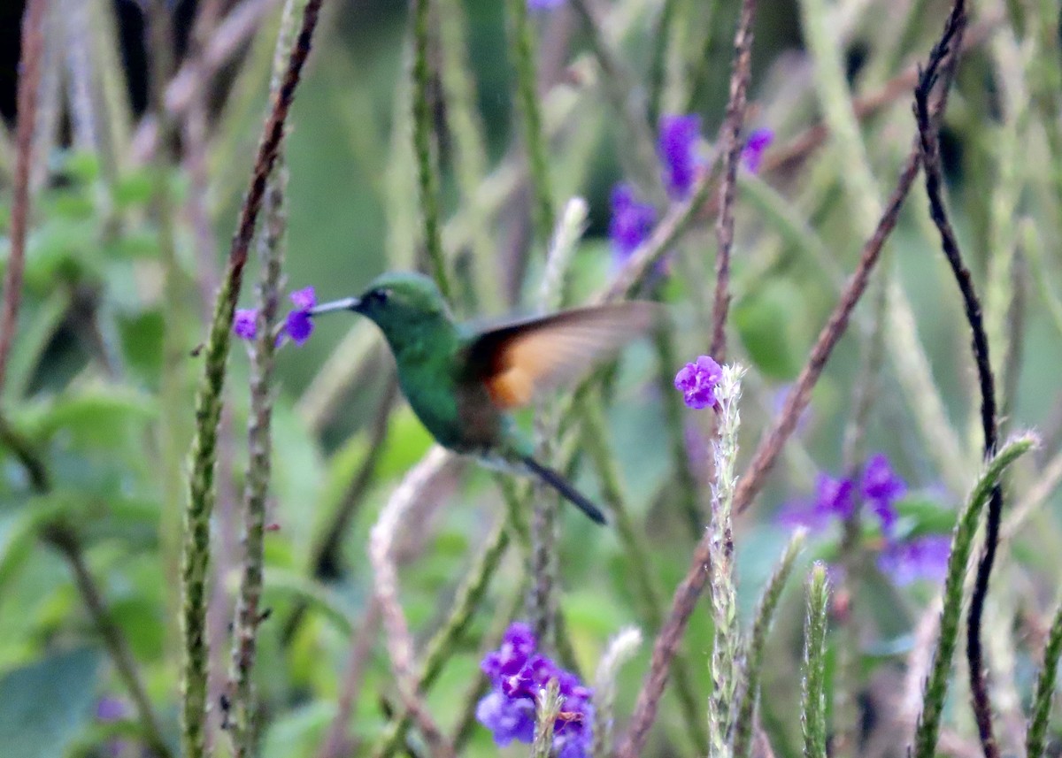 Stripe-tailed Hummingbird - ML616605980