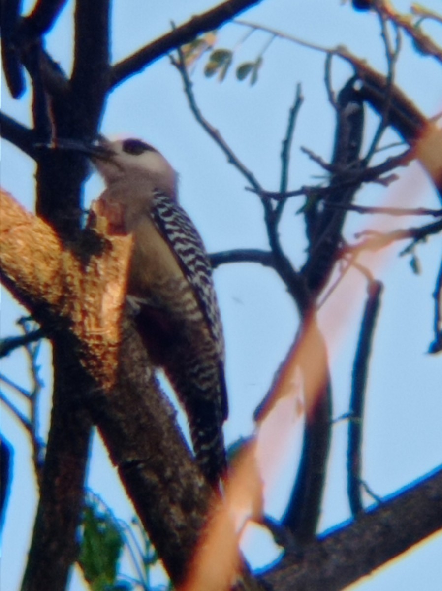 West Indian Woodpecker - ML616606012
