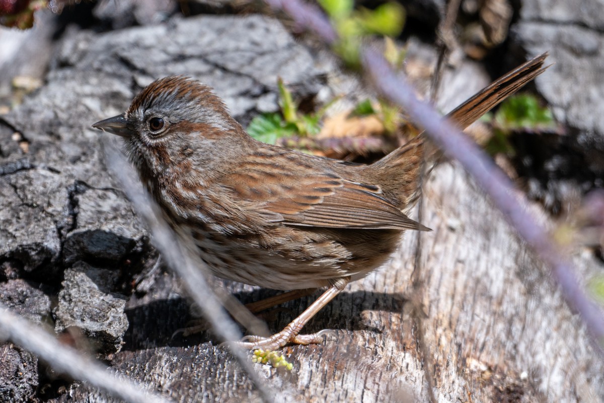 Song Sparrow (montana/merrilli) - ML616606024