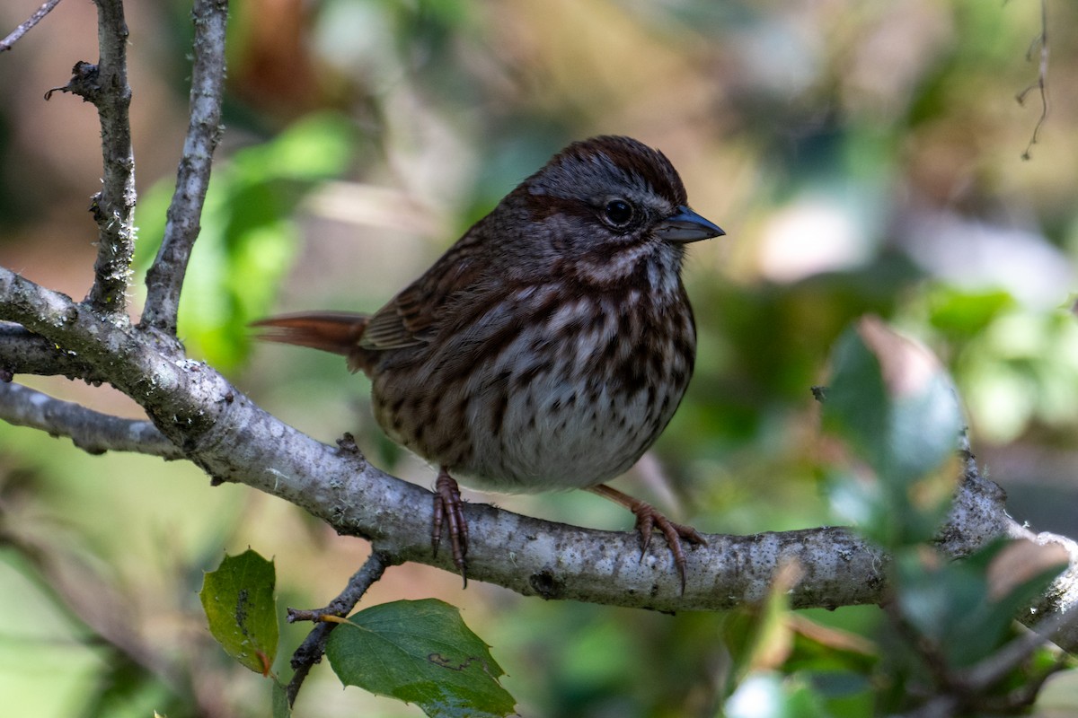 Song Sparrow (montana/merrilli) - ML616606025