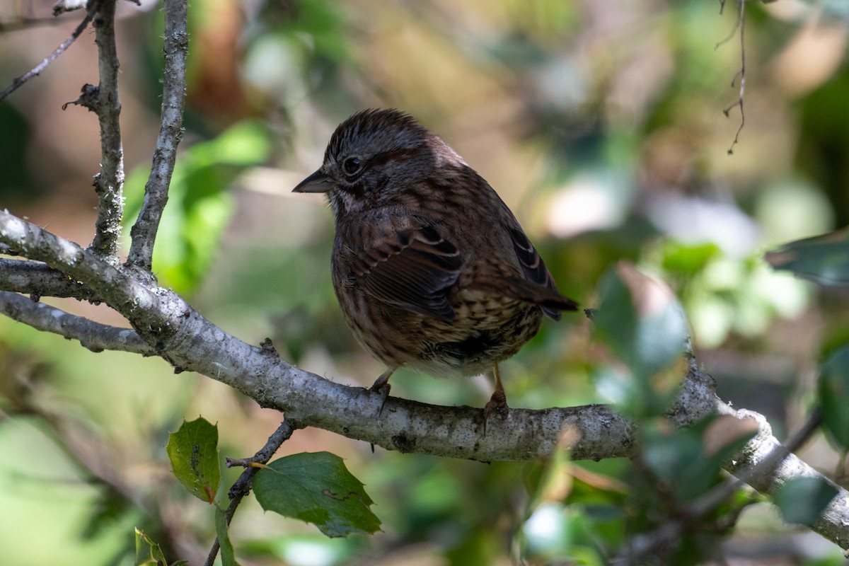 Song Sparrow (montana/merrilli) - ML616606035