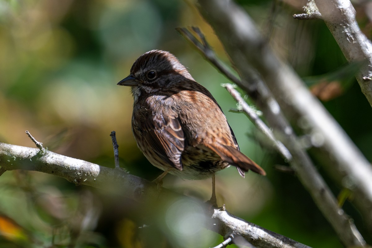 Song Sparrow (montana/merrilli) - ML616606036