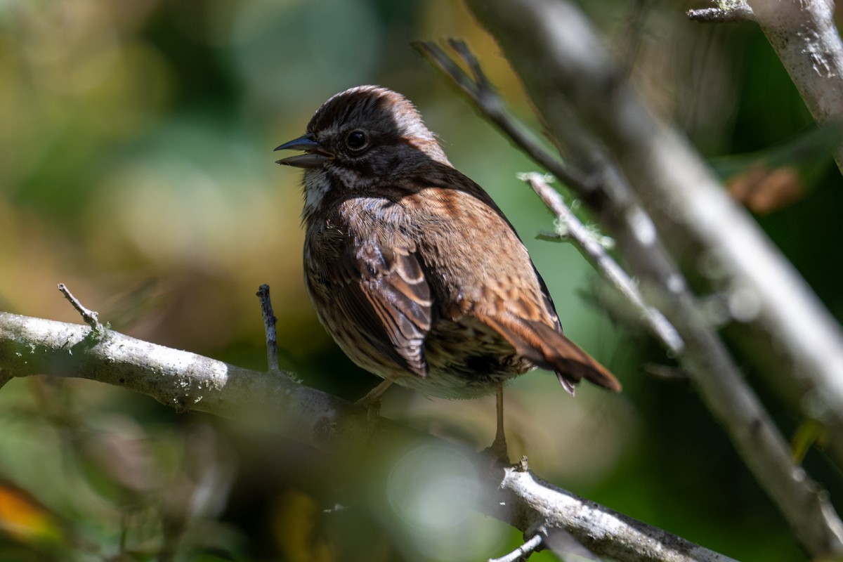 Song Sparrow (montana/merrilli) - ML616606037