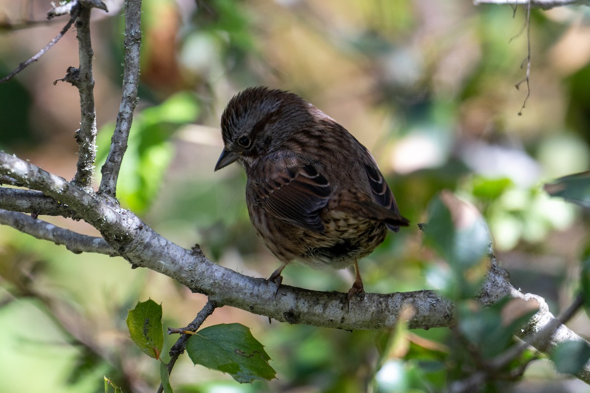 Song Sparrow (montana/merrilli) - ML616606038