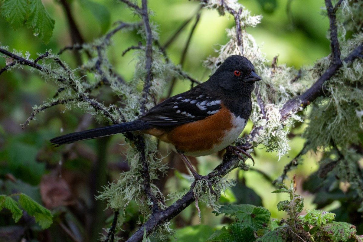 Spotted Towhee - ML616606054