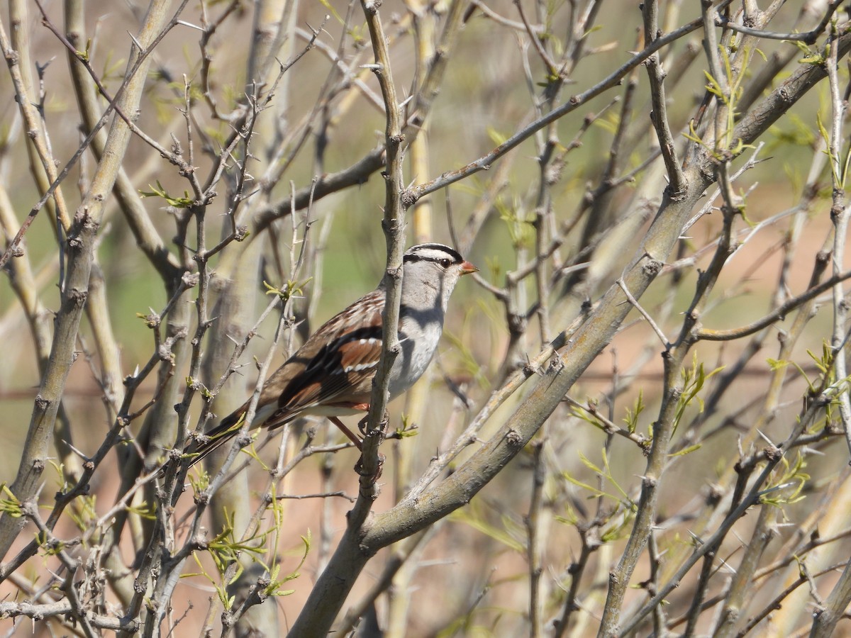 White-crowned Sparrow - ML616606076