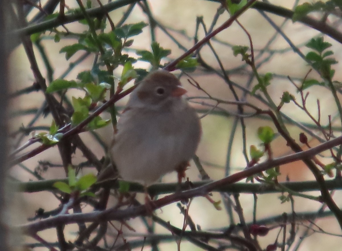 Field Sparrow - Bennie Saylor