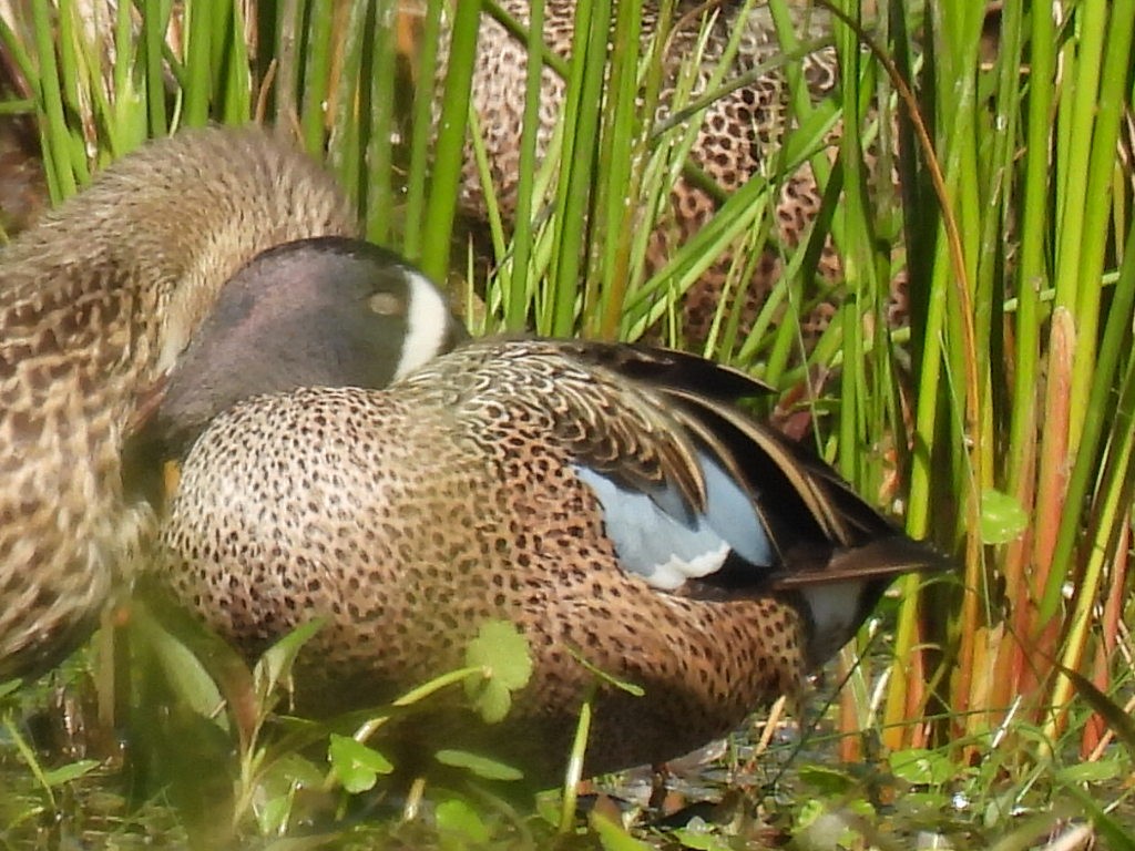 Blue-winged Teal - ML616606168