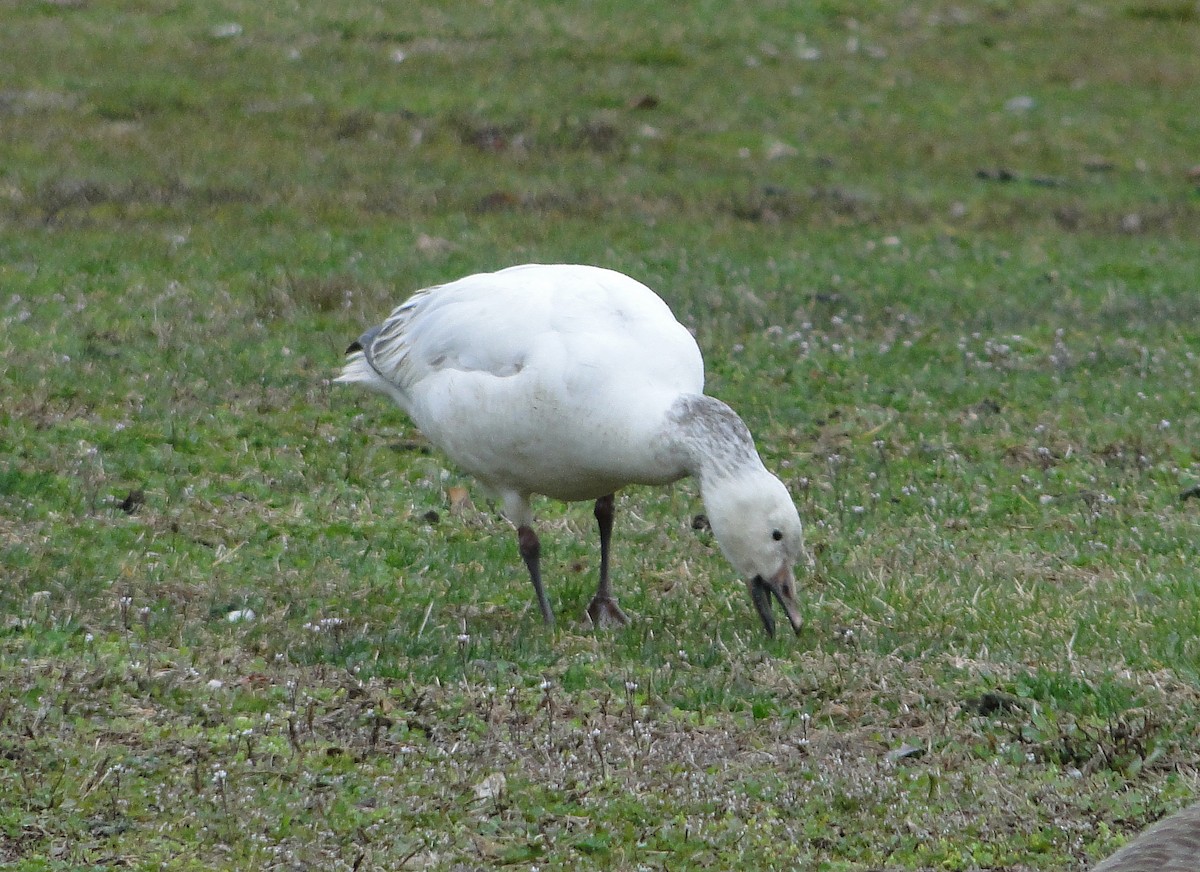 Snow Goose - ML616606313
