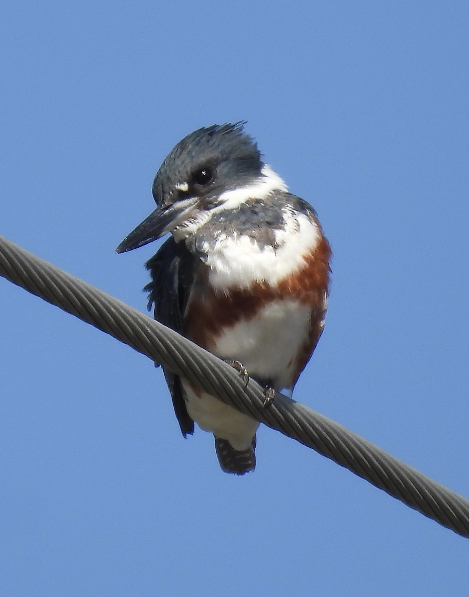 Belted Kingfisher - ML616606330