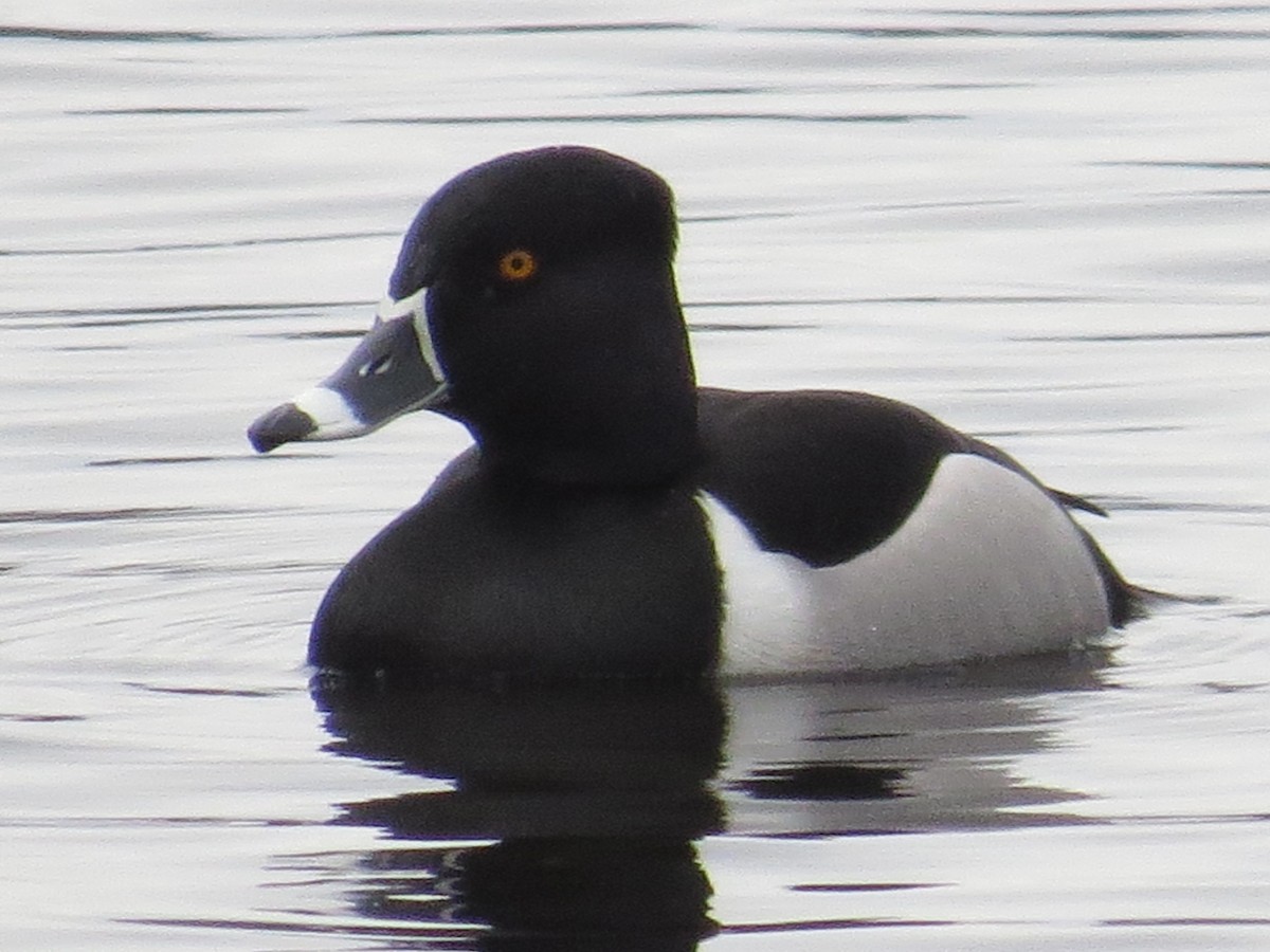 Ring-necked Duck - ML616606334