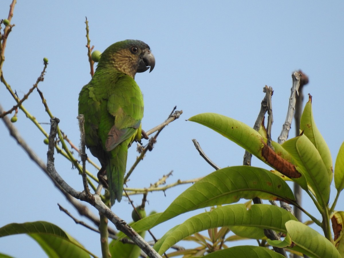 Brown-throated Parakeet - Frank Fabbro