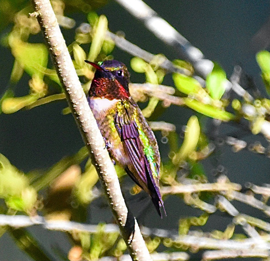 Ruby-throated Hummingbird - ML616606377