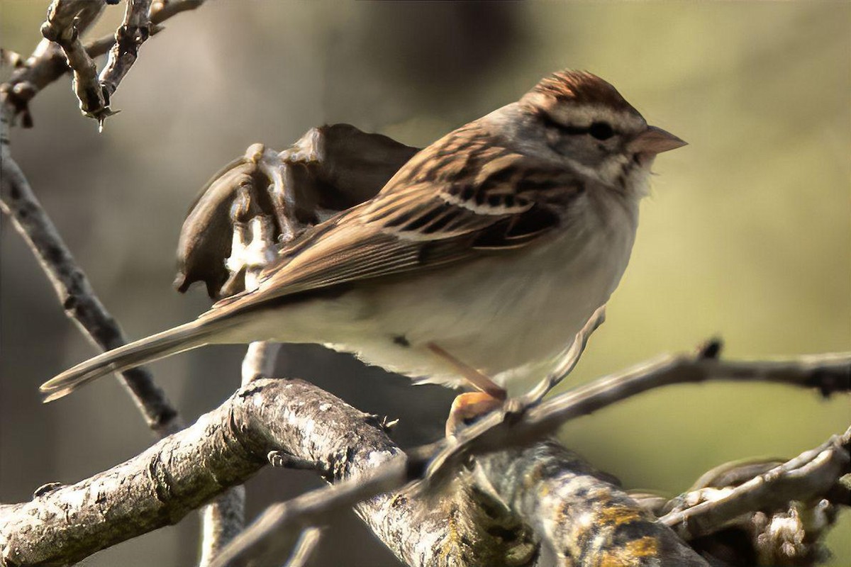 Chipping Sparrow - ML616606439