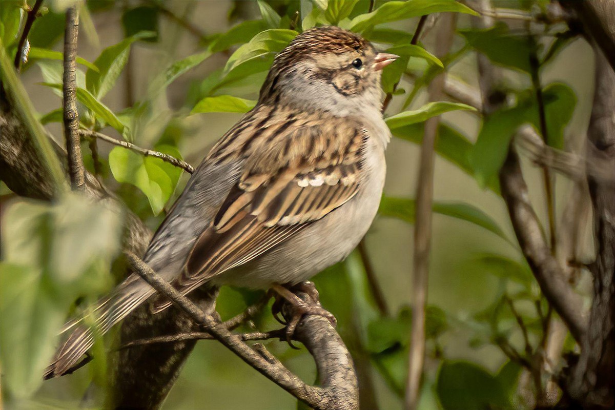 Chipping Sparrow - Dale Bargmann
