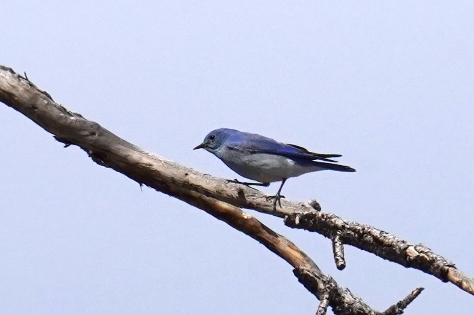 Mountain Bluebird - ML616606488