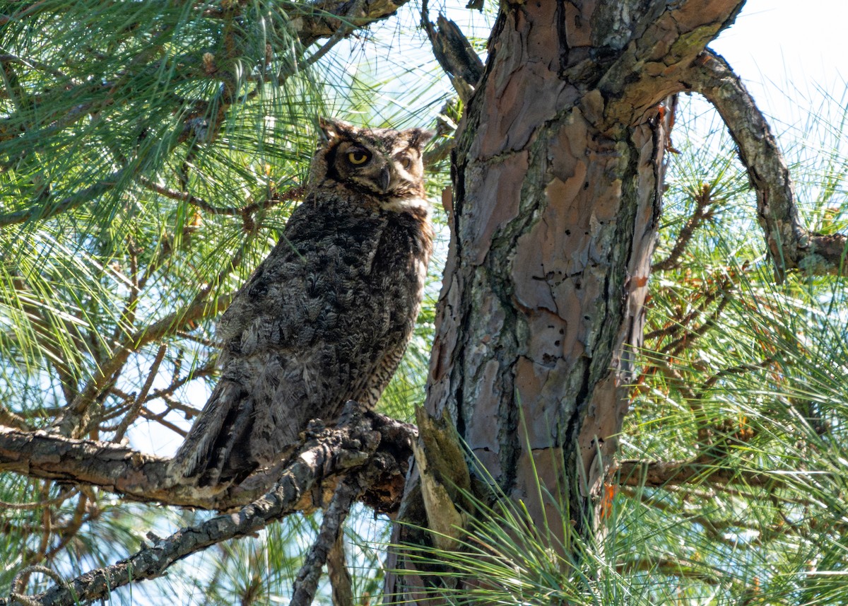 Great Horned Owl - ML616606499