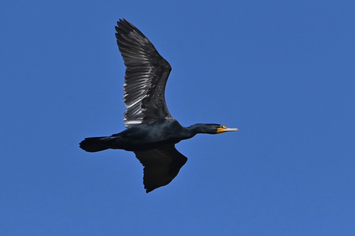 Double-crested Cormorant - Jim Highberger