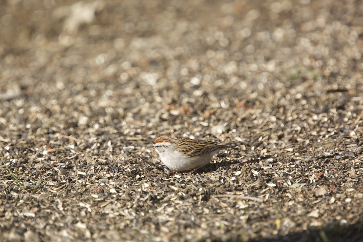 Chipping Sparrow - ML616606650