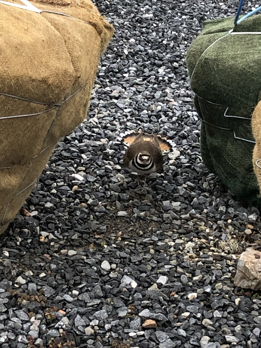 Pennsylvania Bird Atlas Checklist 28 Mar 2024 Conestoga Nursery 8 species