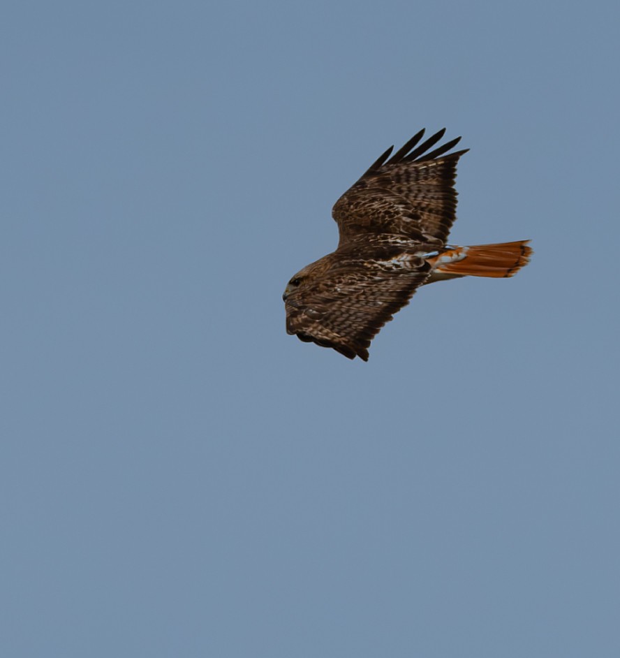 Red-tailed Hawk - ML616606756