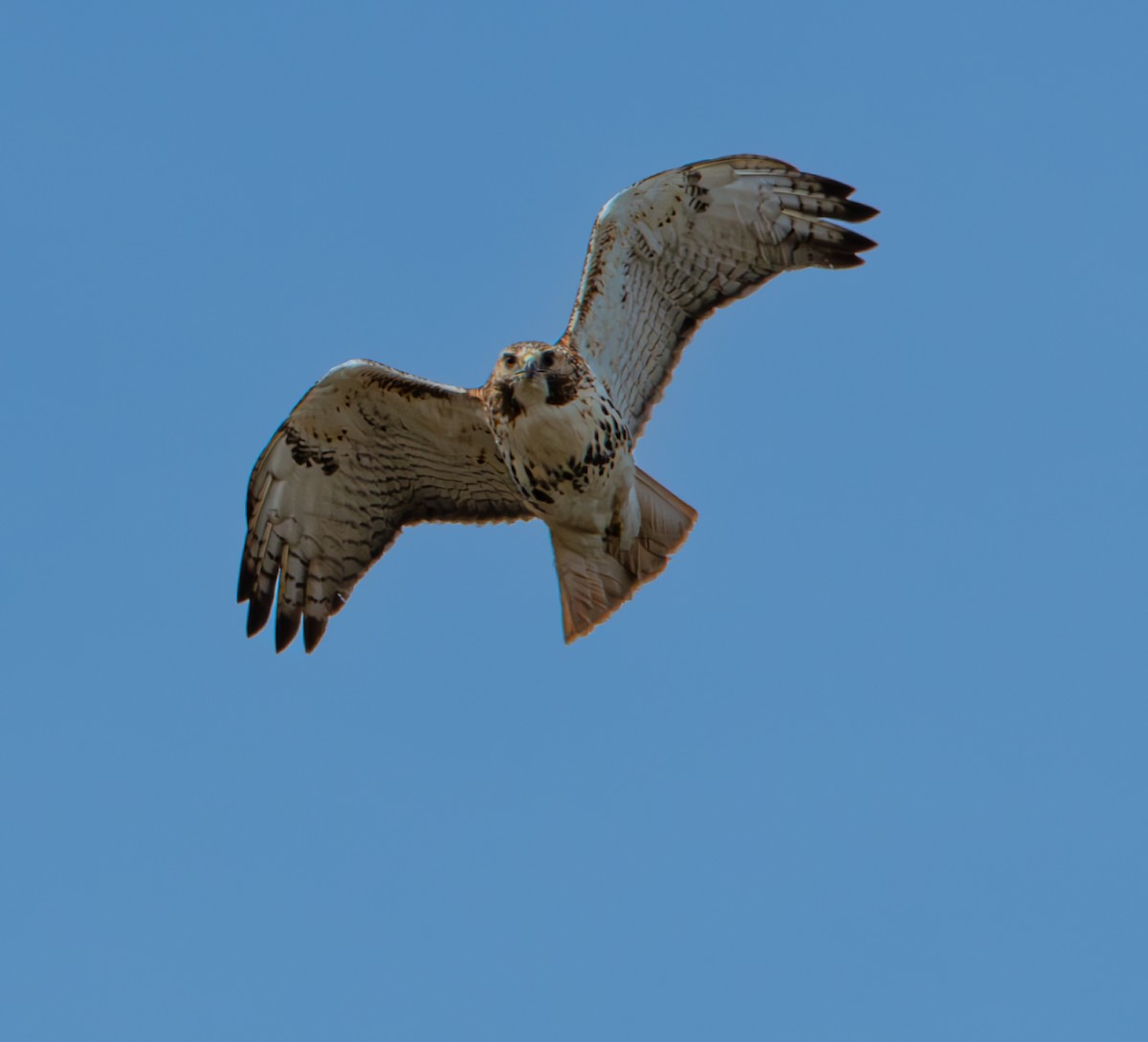 Red-tailed Hawk - ML616606757