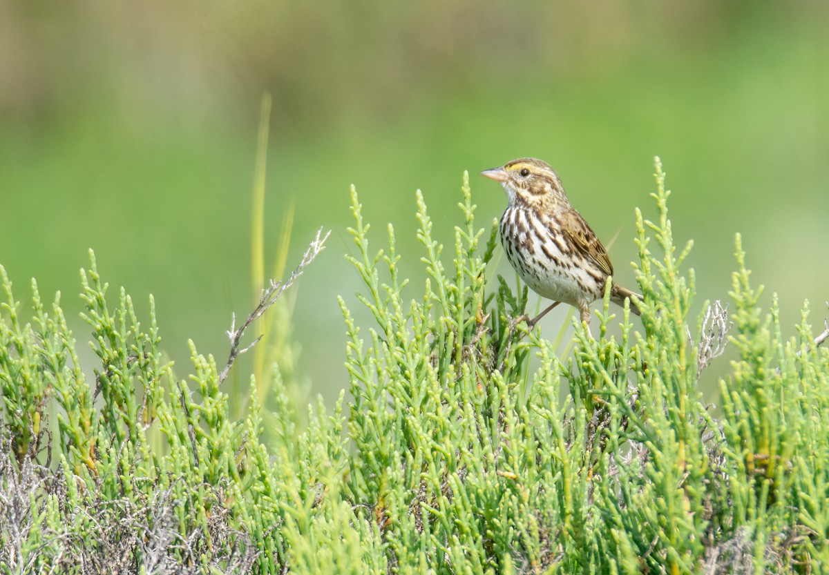 Savannah Sparrow (Belding's) - ML616606761