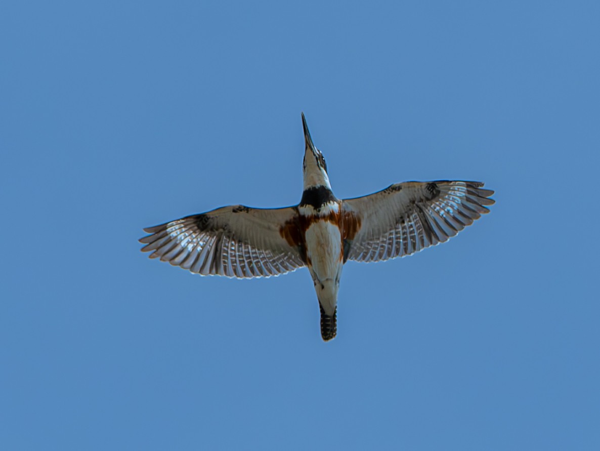 Belted Kingfisher - ML616606774