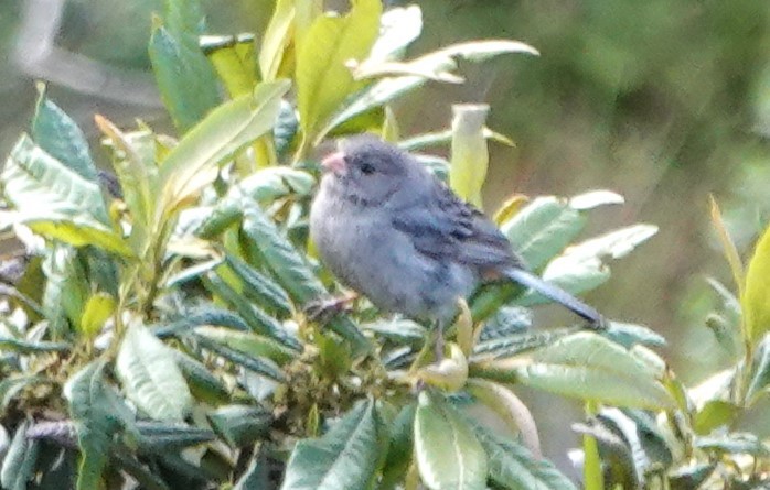 Plain-colored Seedeater - ML616606804