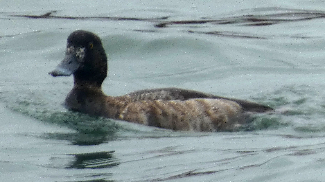 Greater Scaup - ML616606850