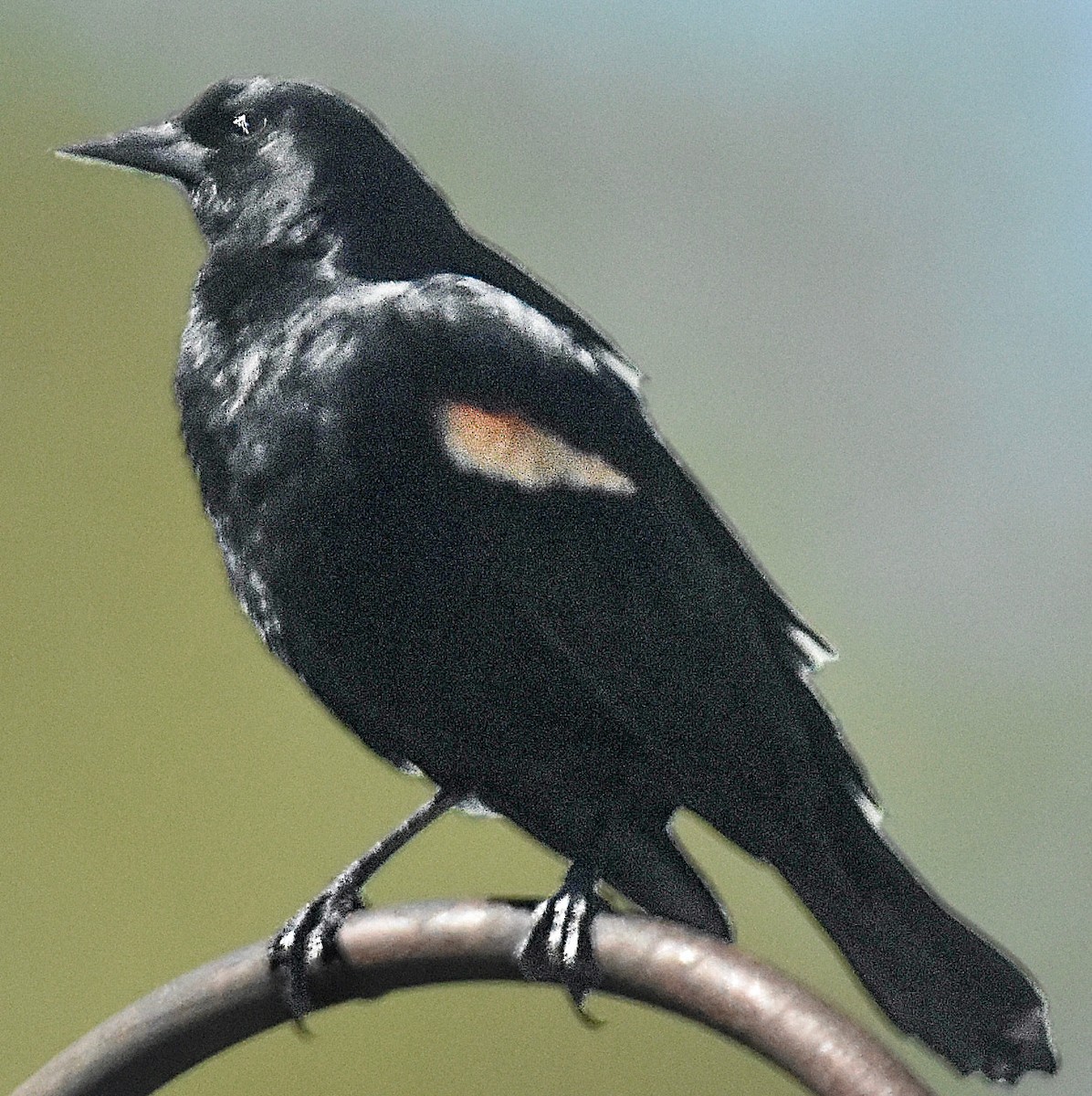 Red-winged Blackbird - Michael Brower