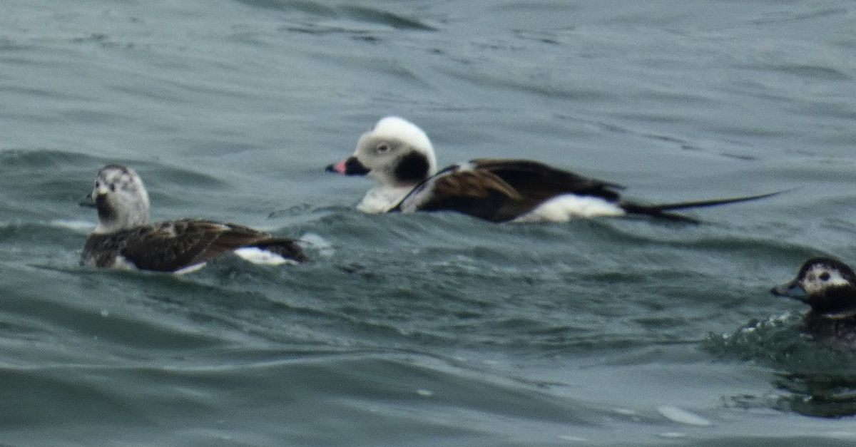 Long-tailed Duck - ML616606858