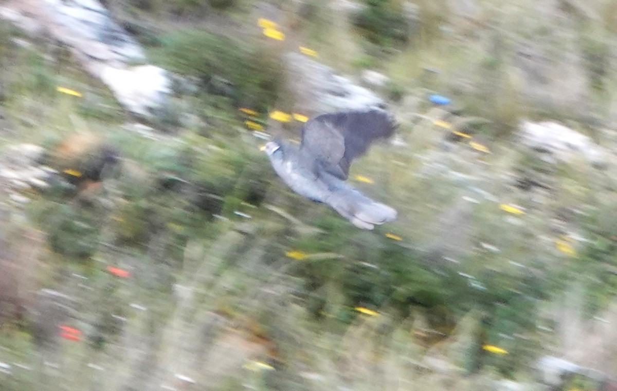 Полосатохвостый голубь - ML616606925