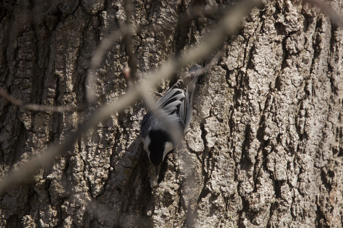 White-breasted Nuthatch - ML616607093