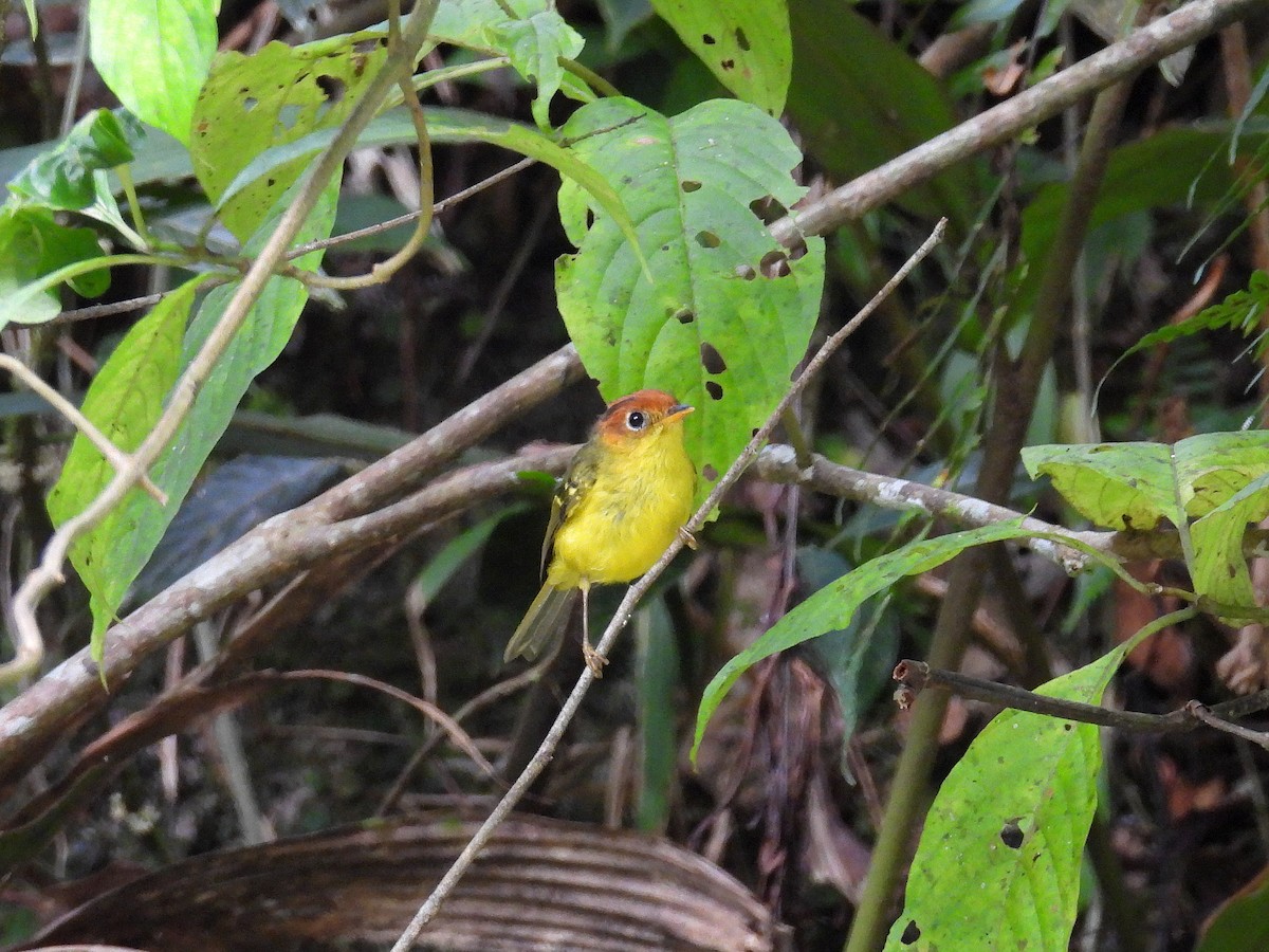 Yellow-breasted Warbler - Hogun Cho