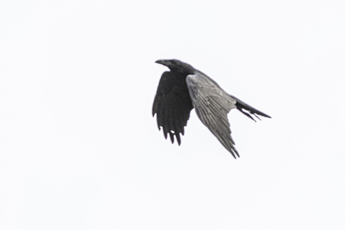 Common Raven - ML616607192