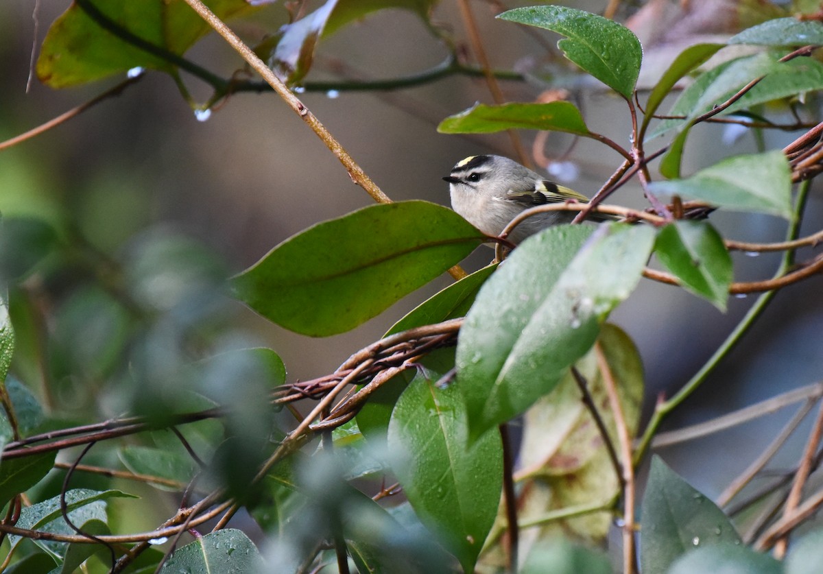 Golden-crowned Kinglet - Mary Hays