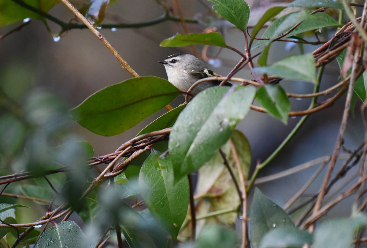 Golden-crowned Kinglet - Mary Hays